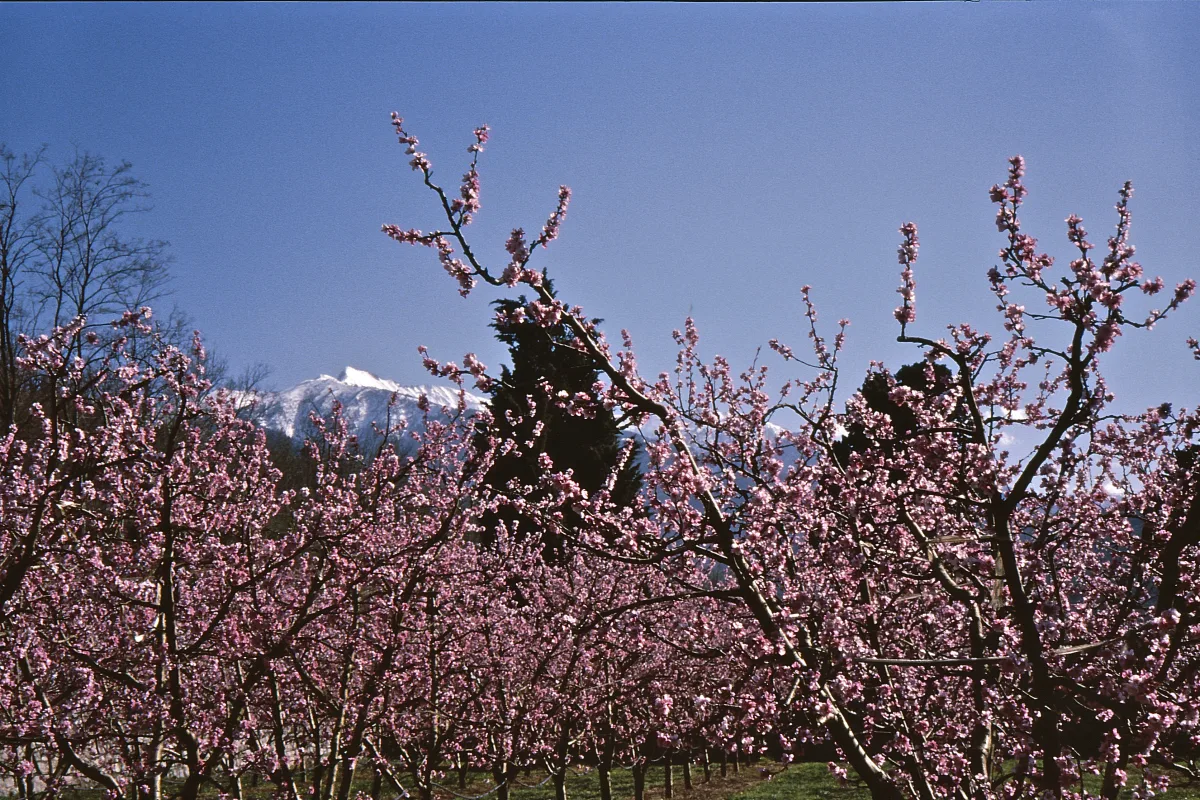 Pêchers en fleurs et Canigou — Pyrénées-Orientales
